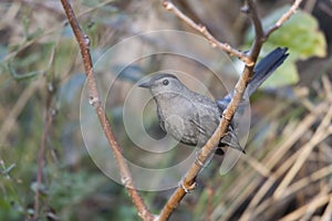 Gray Catbird (Dumetella carolinensis)