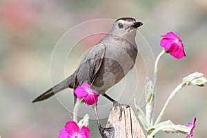 Gray Catbird (Dumetella carolinensis)