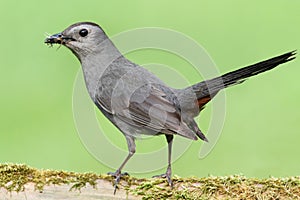 Gray Catbird (Dumetella carolinensis)