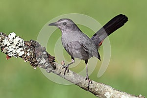 Gray Catbird (Dumetella carolinensis)