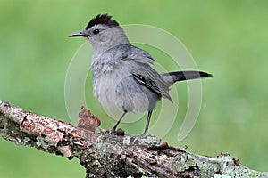 Gray Catbird (Dumetella carolinensis)