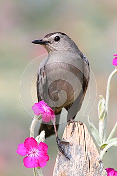 Gray Catbird Dumetella carolinensis