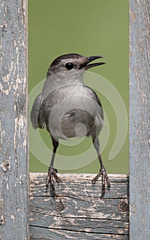 Gray Catbird (Dumetella carolinensis)