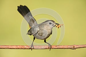 Gray Catbird Dumetella carolinensis