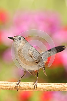 Gray Catbird Dumetella carolinensis