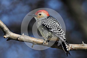 Gray Catbird & x28;Dumetella carolinensis& x29;