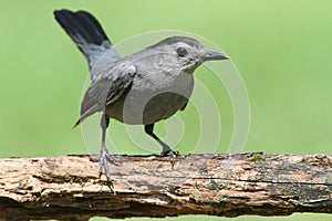 Gray Catbird & x28;Dumetella carolinensis& x29;