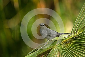 Gray catbird, Dumetella carolinensis, birdwatching in Central America. Forest animal. Wildlife scene from nature, Belize. Grey bi