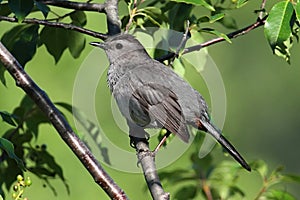 Gray Catbird (Dumetella carolinensis) on a Branch