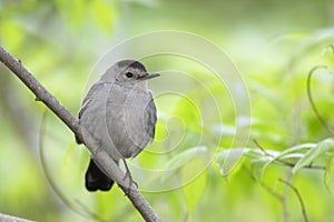 Gray Catbird (Dumetella carolinensis carolinensis)