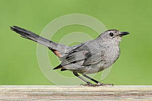 Gray Catbird (Dumetella carolinensis)