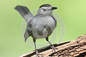 Gray Catbird (Dumetella carolinensis) on a log