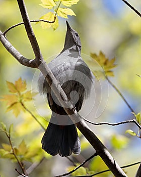 A Gray catbird (Dumetella carolinensis) perched on a tree branch