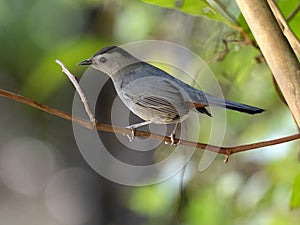 Gray Catbird, Dumetella carolinensis, sitting on a branch, Belize