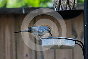 Gray Catbird Getting Food on Bird Feeder