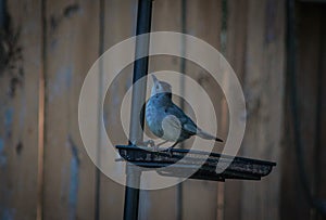 Gray Catbird Getting Food on Bird Feeder and Looking Up