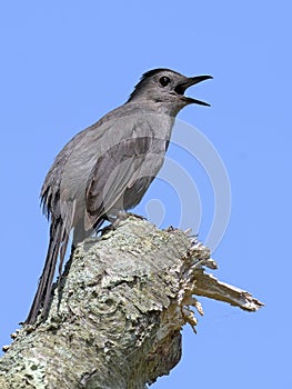 Gray Catbird on gtree Stump