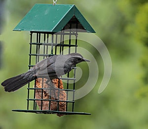Gray Catbird Hanging on Metal Caged Bird Feeder