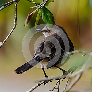 A Gray Catbird Looking Over its Shoulder