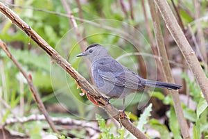 Gray Catbird.Oak Harbor.Magee Marsh Wildlife Area.Ohio.USA