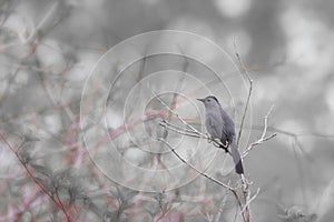 Gray Catbird perched on branch against soft background