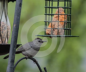 Gray Catbird Perched on Metal Pole