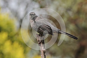 Gray Catbird Perched on Tree Branch