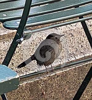 Gray Catbird Perched Underneath Green Chair in Bryant Park