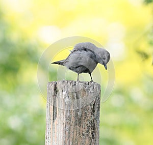 Gray Catbird Perched on Wooden Post Looking Down