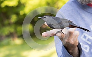 Šedá severoamerický pták na ruka 