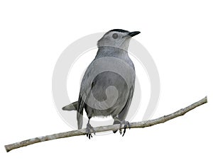 Gray Catbird Perching