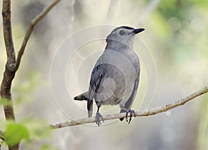 Gray Catbird Perching