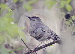 Gray Catbird Perching