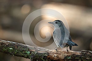 Gray catbird perching on wood