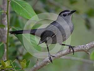 Gray Catbird Portrait