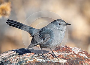 Gray Catbird Resting on Rock Facing Right