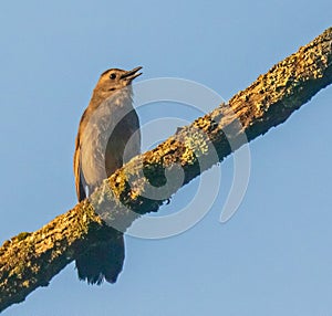 Gray catbird singing on a branch