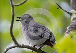 Gray catbird singing while perched on a branch