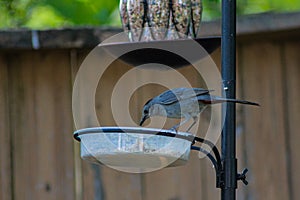 Gray Catbird Standing on Bird Feeder Getting Food
