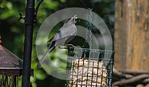 Gray Catbird Standing on Bird Feeder with Open Mouth and Seed