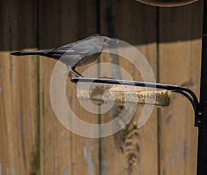 Gray Catbird Standing on Bird Feeder on a Sunny Summer Day