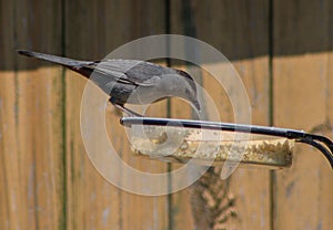 Gray Catbird Standing on Edge of Bird Feeder Getting Bird Seeds photo