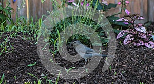 Gray Catbird Standing in Mulch