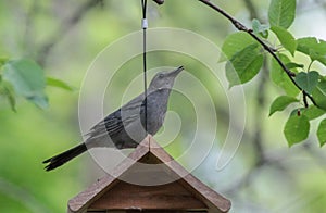Gray Catbird Standing ontop Bird Feeder