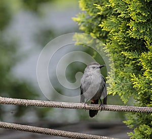 Gray Catbird Standing on Rope