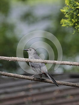 Gray Catbird Standing on Rope