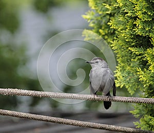 Gray Catbird Standing on Rope