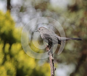 Gray Catbird Standing on a Stick