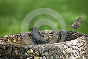 Gray Catbird takes a bath