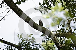 Gray Catbird on a Tree Limb